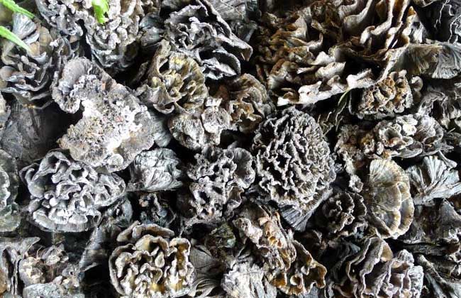 干巴菌烘干工艺