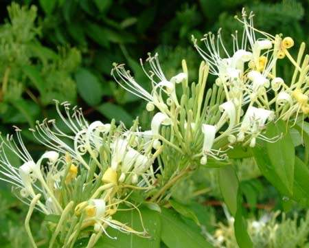 金银花烘干工艺