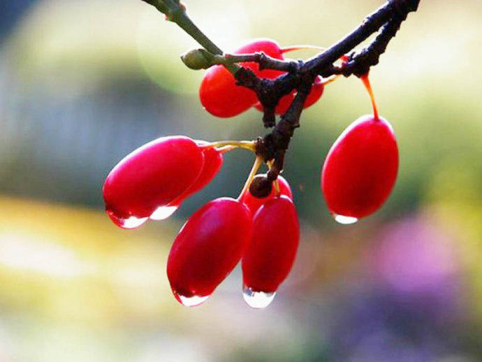 山茱萸烘干工艺