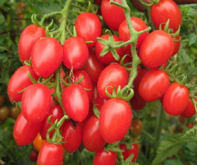 圣女果烘干工艺