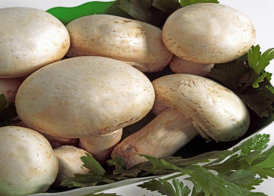 双孢蘑菇烘干工艺