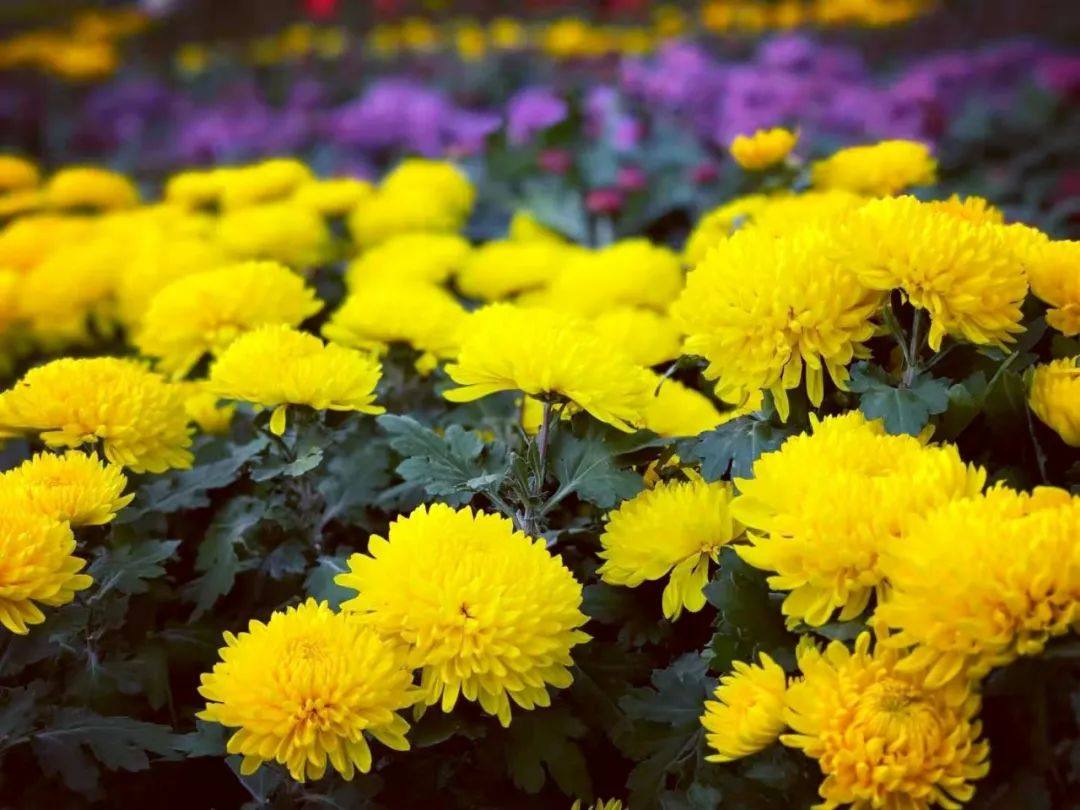 苏北菊烘干工艺