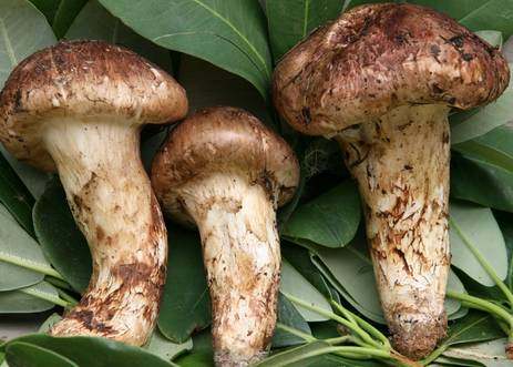 小金松茸烘干工艺