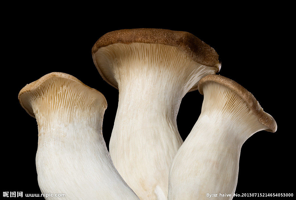 杏鲍菇烘干工艺