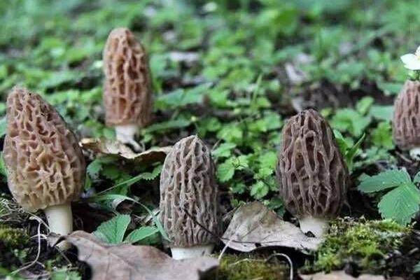 羊肚菌烘干工艺